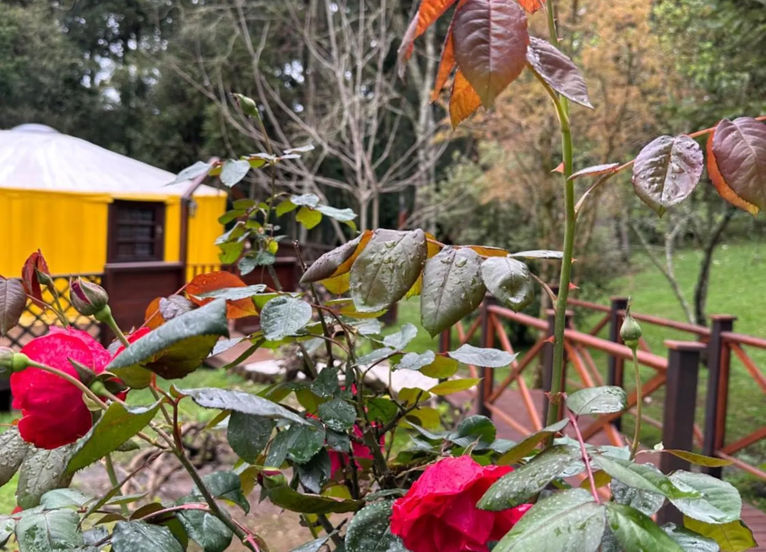 מלון São Joaquim Glamping Montain Experience אורחן