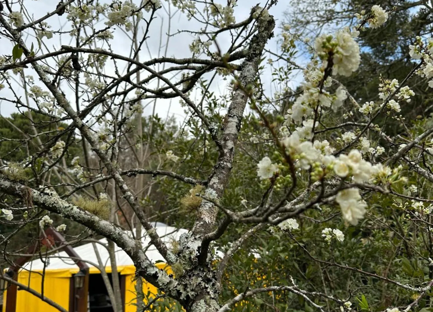 Hotel Glamping Montain Experience São Joaquim